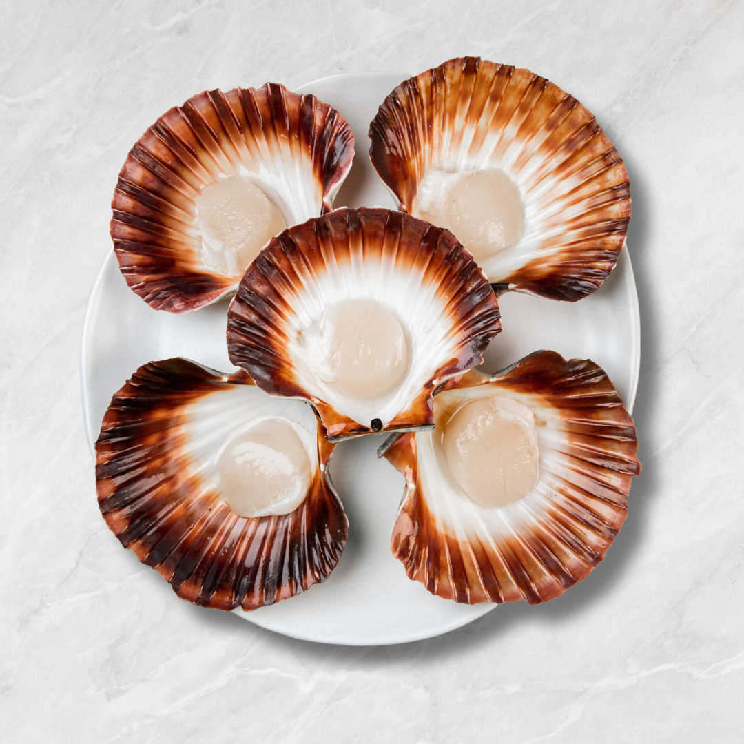 Scallops - Half Shell - 1 Dozen